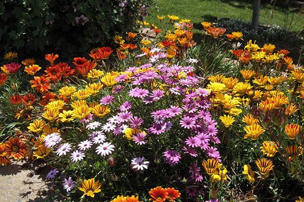 un macizo de flores de diferentes variedades de gazania