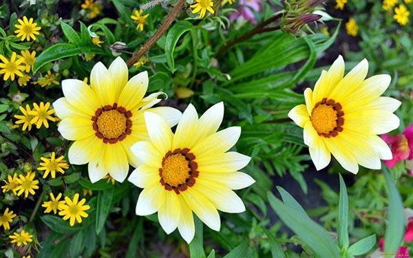 gazania en el macizo de flores