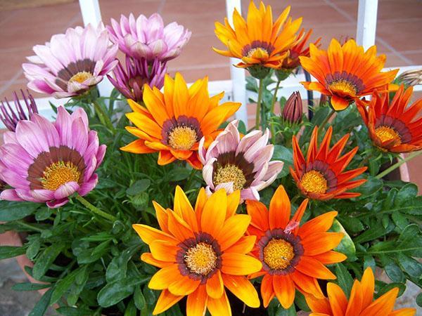 variétés artistiques de gazania