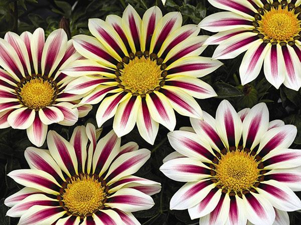 Gazania brillant