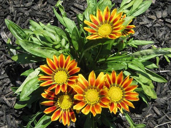 gazania musa