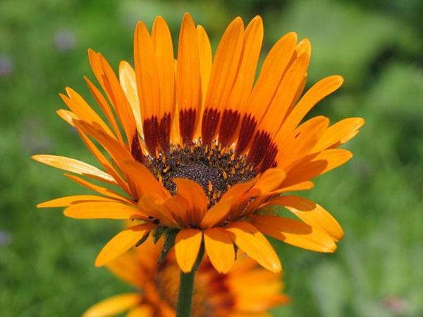 Gazania Talent