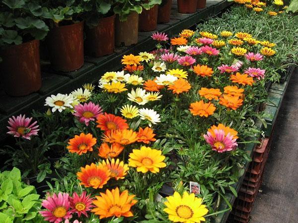 merveilleuses variétés de gazania