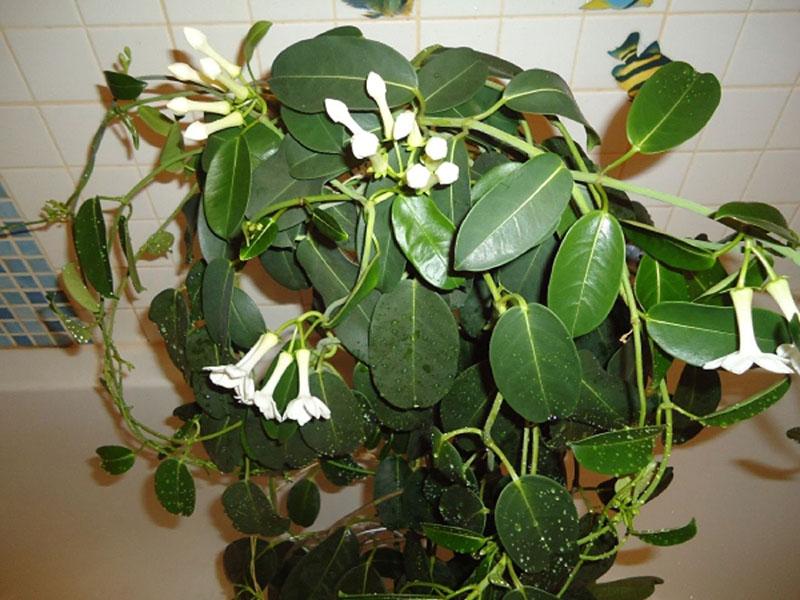 riego de stephanotis