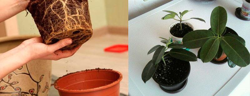 transplantation et reproduction de stephanotis