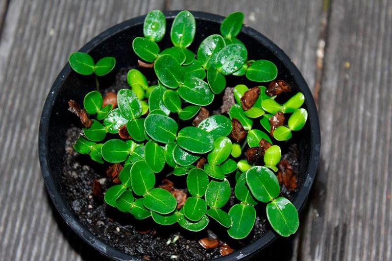 plántulas de semillas de stephanotis