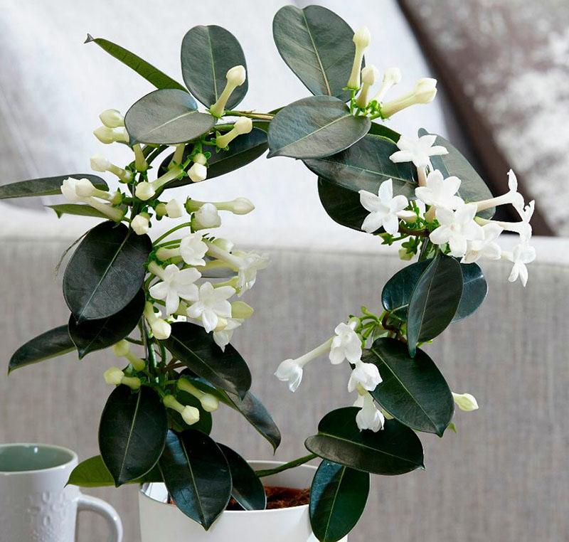 Stephanotis florece