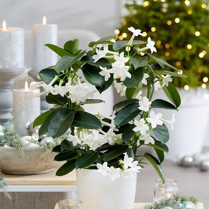 Stephanotis floribunda