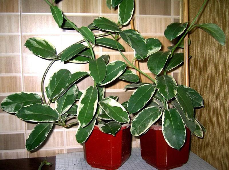 stephanotis panaché