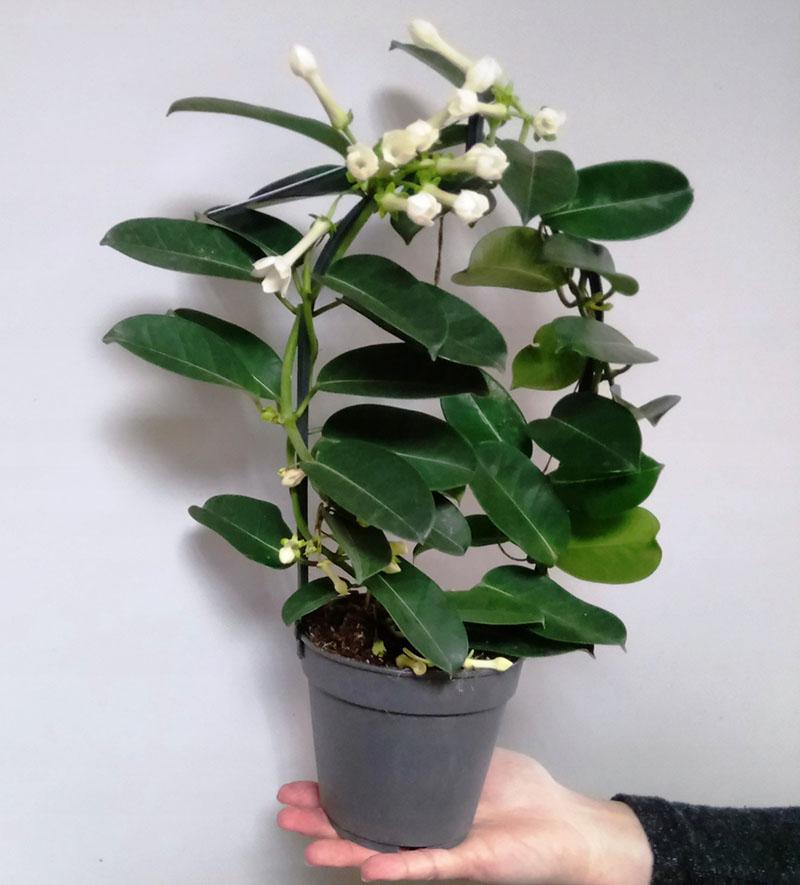 jasmin stephanotis, soins à domicile