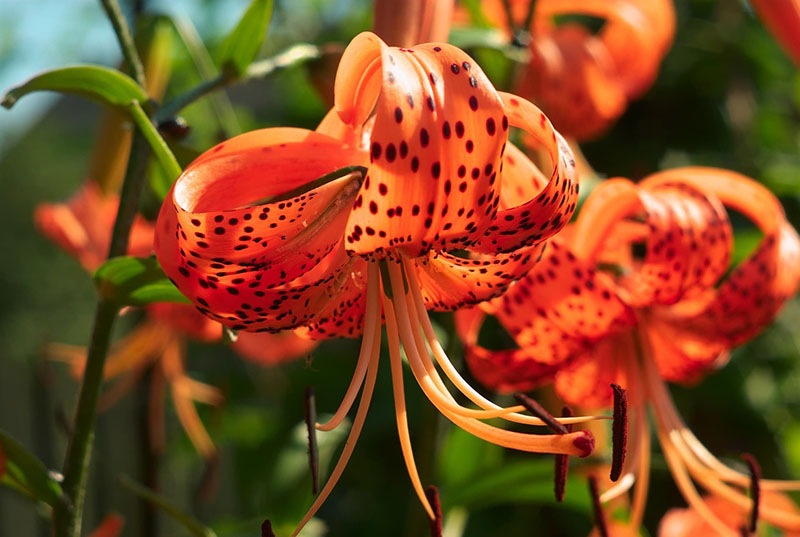 flores de lirio tigre