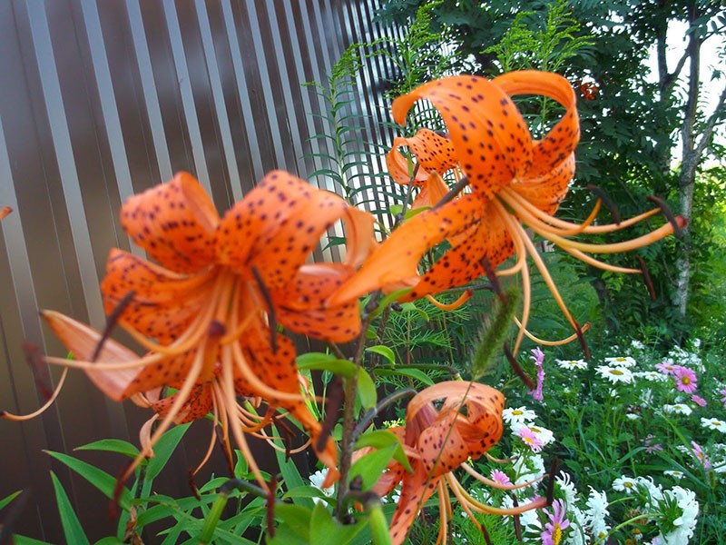 flor de lirio tigre en su cabaña de verano