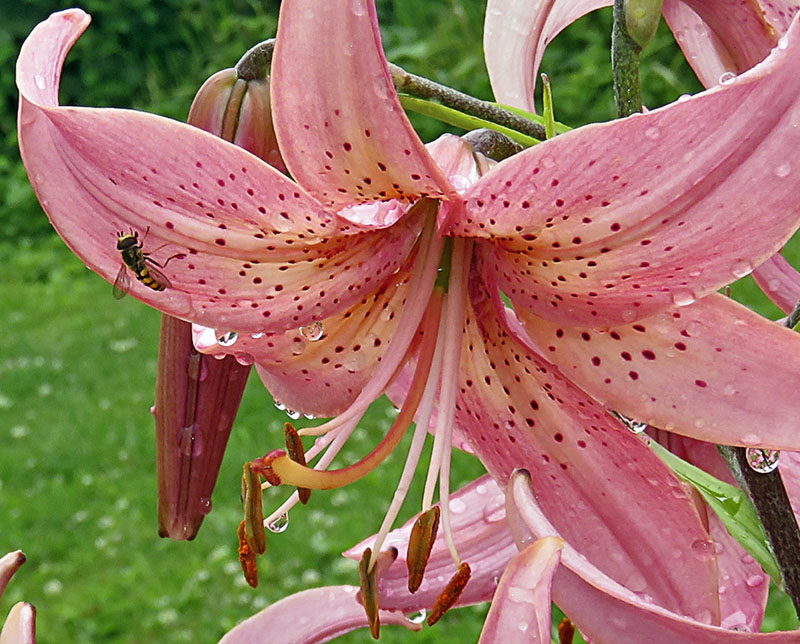 variedad de tigre rosa