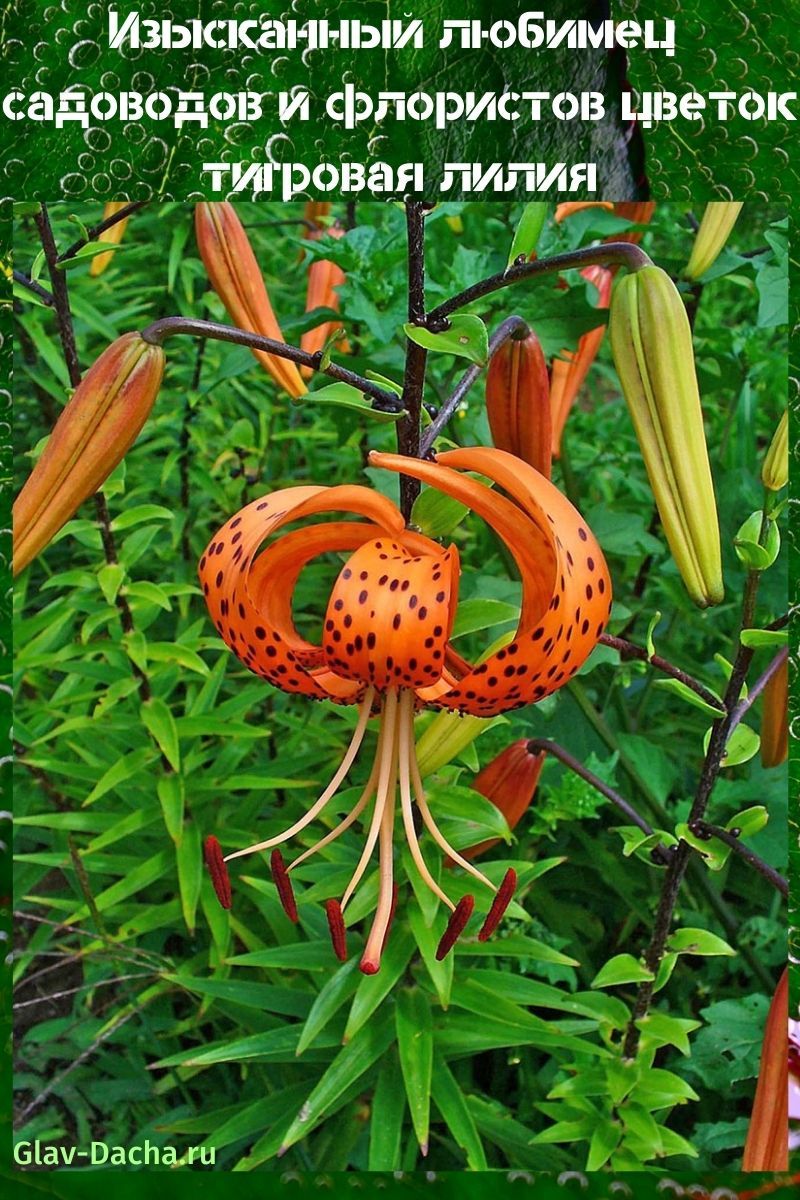 flor de lirio tigre