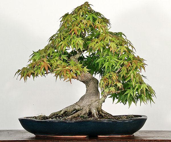 formación de bonsai de arce