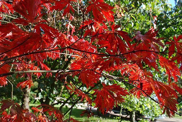 érable à feuilles de frêne
