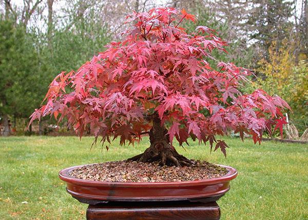 bonsai de arce en la terraza