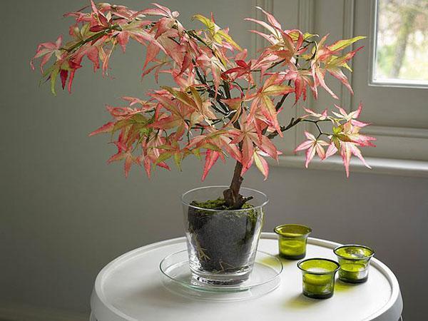 bonsai de arce de interior