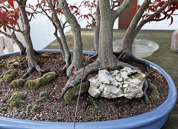 arrangement d'érable bonsaï