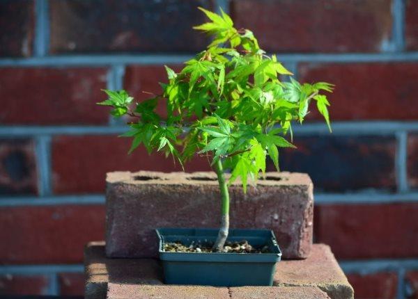 arce bonsai joven