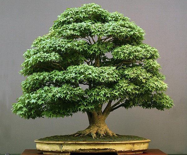 bonsai de arce