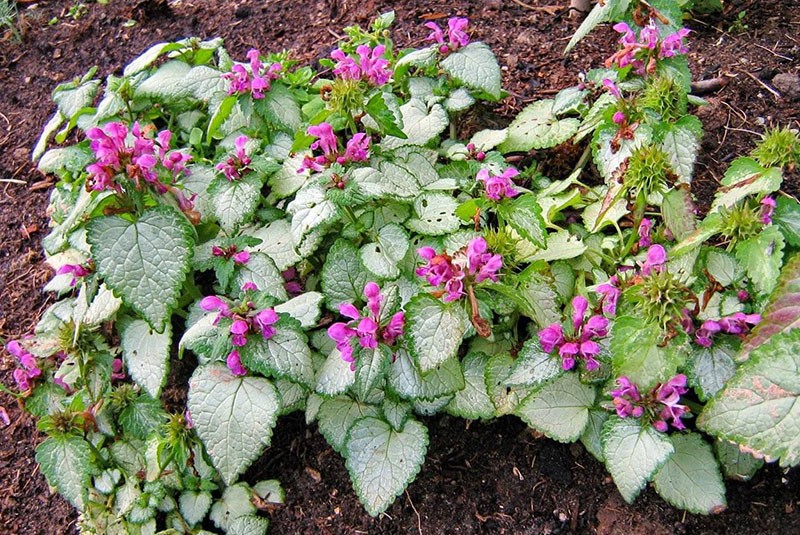 cultivo de corderos en el sitio