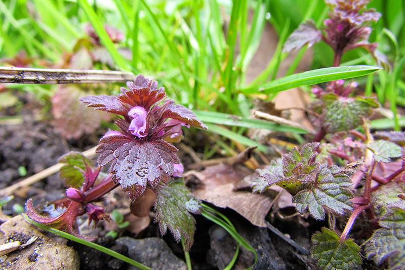 planta de semilla