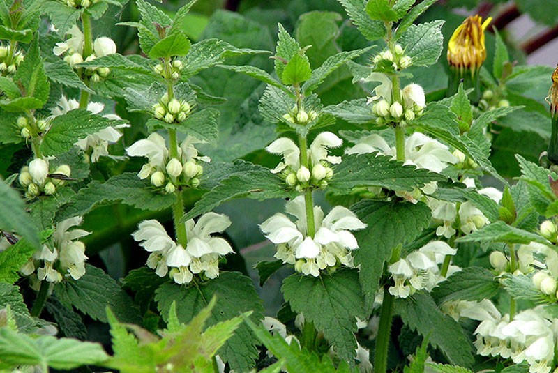 mancha blanca