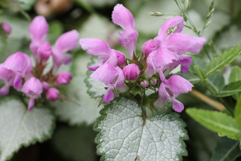 longue floraison