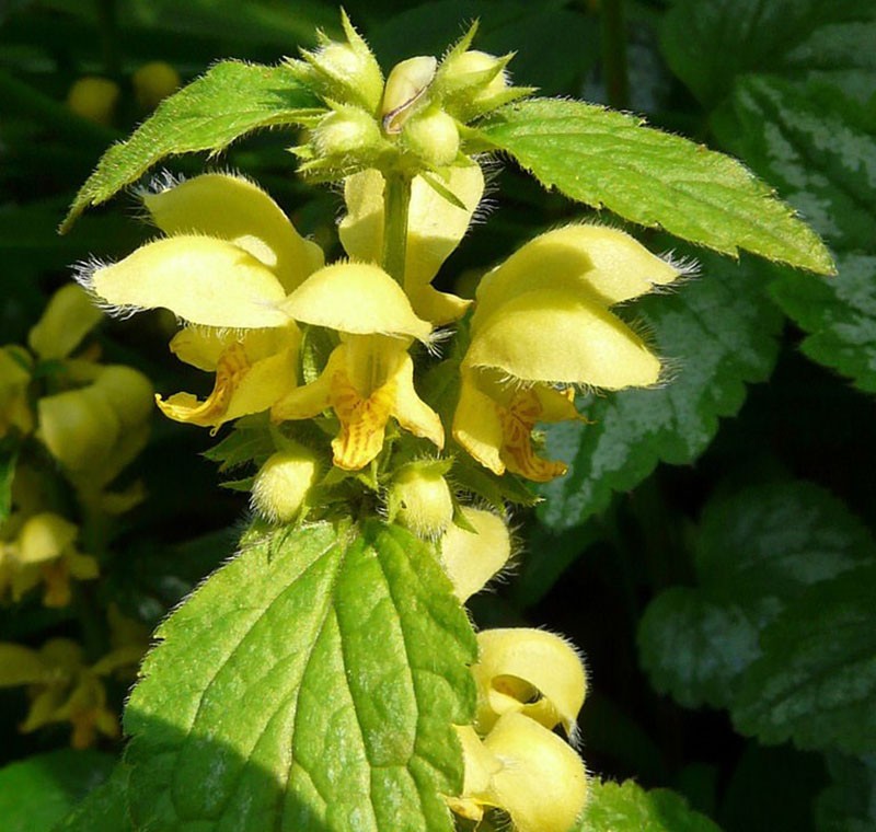 cuchilla amarilla