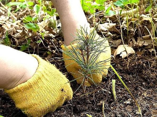 trasplantar una plántula a campo abierto