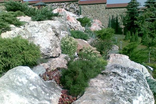 pino de montaña en el diseño del paisaje