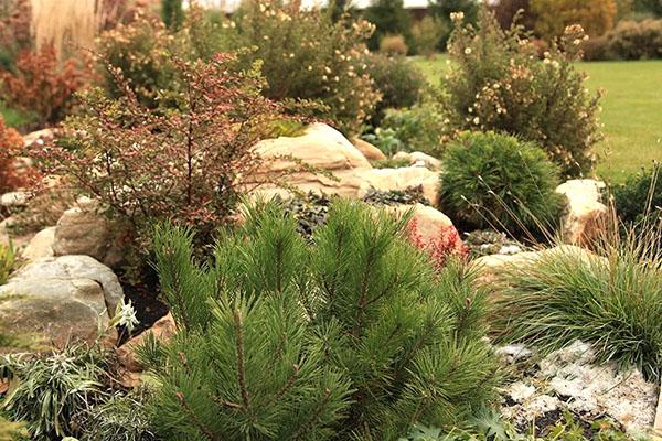 décoration de jardin - pin de montagne