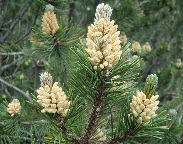 pin de montagne en fleurs