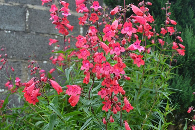 floraison lumineuse de penstemon