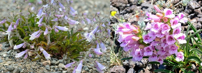 Penstemon croissant à partir de graines en plein champ