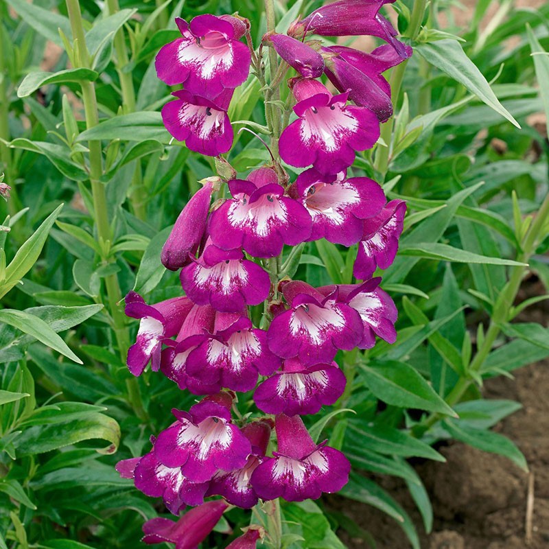 penstemon à longue floraison