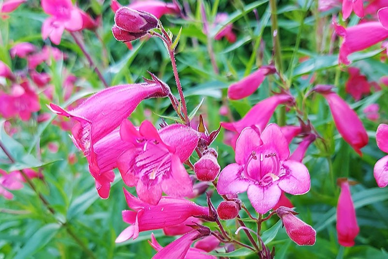 sensation penstemon
