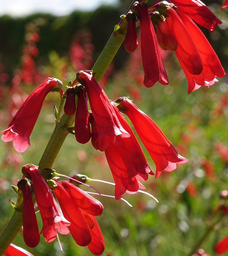 penstemon barbu