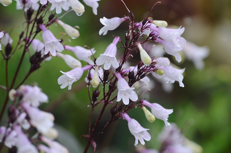 formule penstemon de l'amour