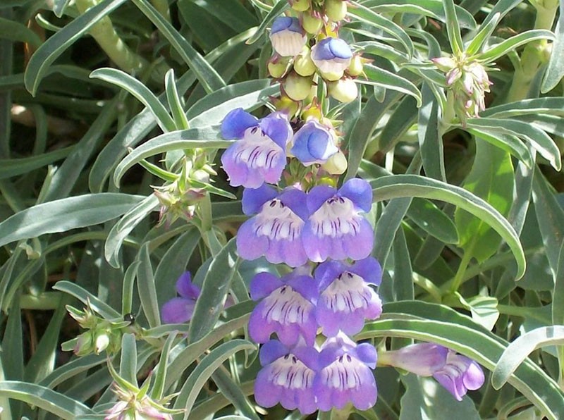 penstémone cloche