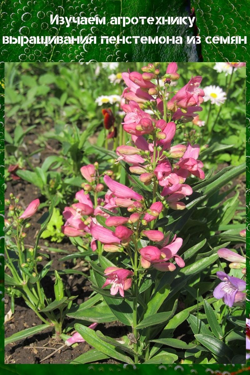 faire pousser des penstemon à partir de graines