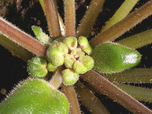 La planta se ve afectada por los ácaros ciclamen.
