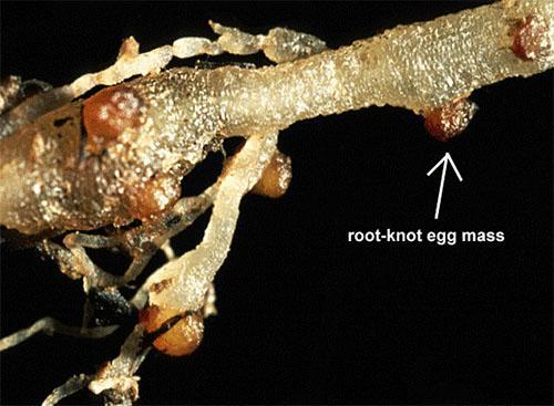 Nématodes sur les racines d'une plante