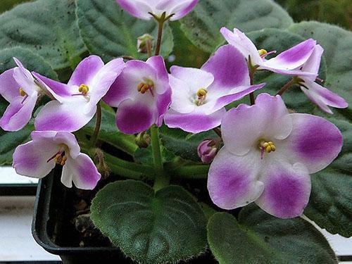 En las plantas compradas, los pedúnculos se eliminan para reducir el riesgo de infestación de trips.