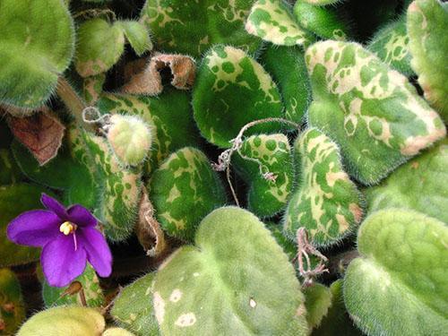 La humedad excesiva del suelo conduce a la muerte de la planta.