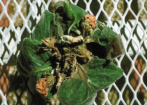 gloxinia muere