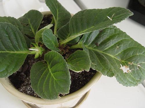 gloxinia restaurada