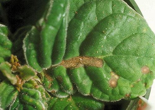 infección bacteriana de las hojas de gloxinia