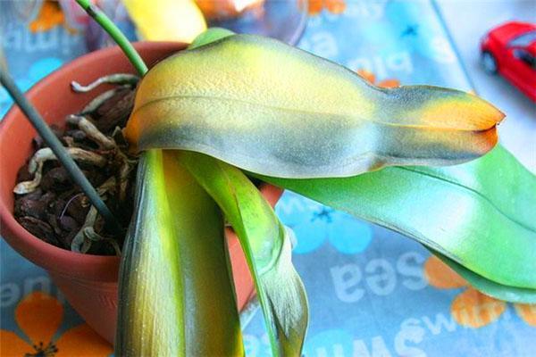 Congelación de la orquídea Phalaenopsis